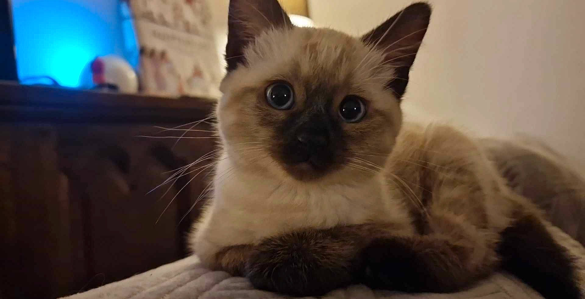 Gaston a rejoint le concours — aidez-le/la à gagner de superbes lots ! birman, carnivore, cat, eye, fawn, felidae, fur, head, pet_supply, ragdoll, siamese, small_to_medium_sized_cats, snout, terrestrial_animal, thai, whiskers