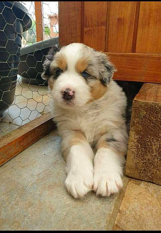 Rasko a rejoint le concours — aidez-le/la à gagner de superbes lots ! australian_collie, australian_shepherd, bucovina_shepherd_dog, canidae, carnivore, companion_dog, dog, dog_breed, fawn, mammal, miniature_australian_shepherd, moscow_watchdog, mucuchies, puppy, pyrenean_mastiff, rare_breed_dog, tornjak, vertebrate