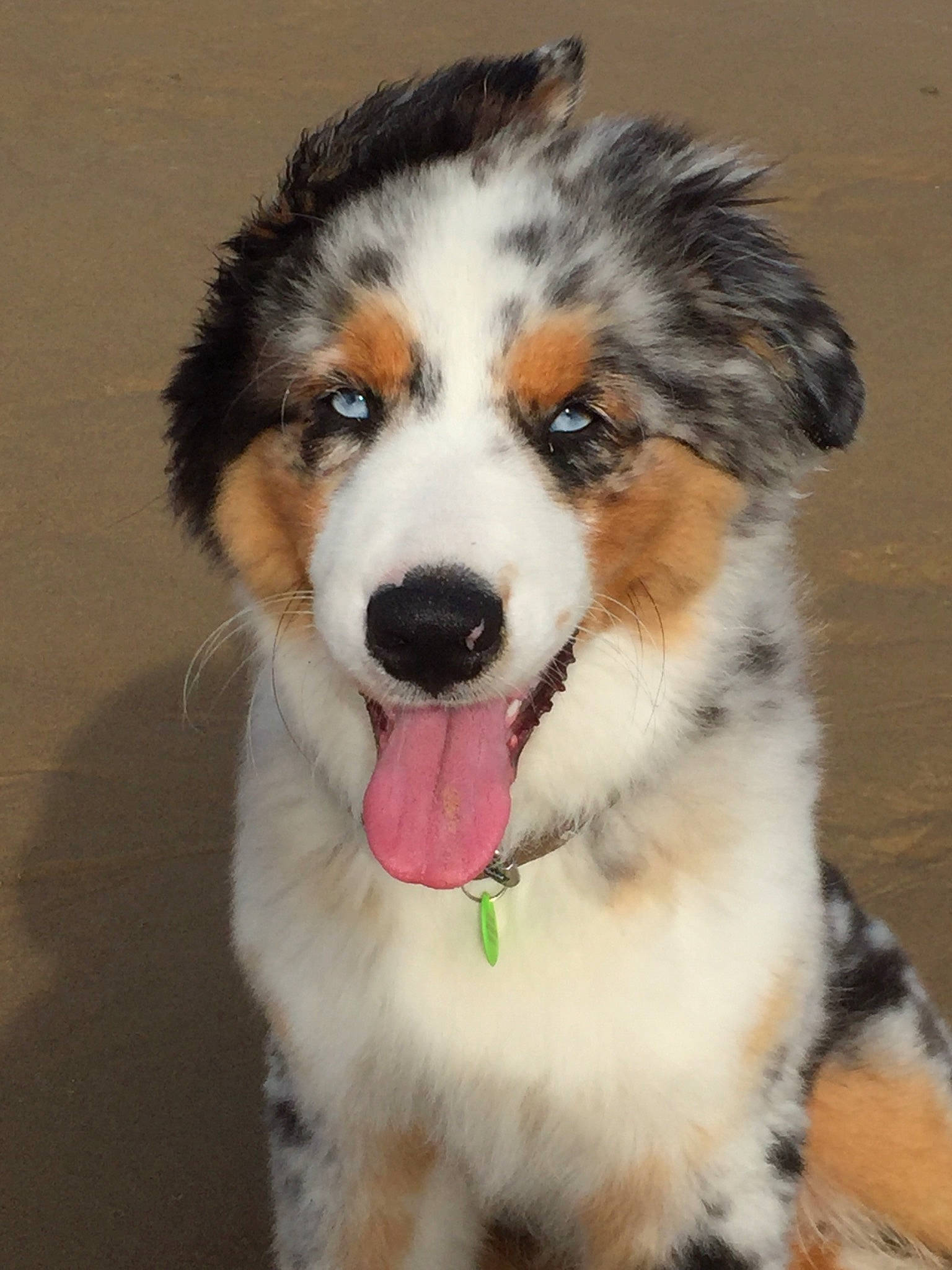 Rasko participe au concours pour gagner de l'argent avec cette photo : ancient_dog_breeds, australian_collie, australian_shepherd, bernese_mountain_dog, canidae, carnivore, companion_dog, dog, dog_breed, english_shepherd, fur, mammal, miniature_australian_shepherd, nose, rare_breed_dog, scotch_collie, snout, sporting_group, vertebrate, welsh_sheepdog