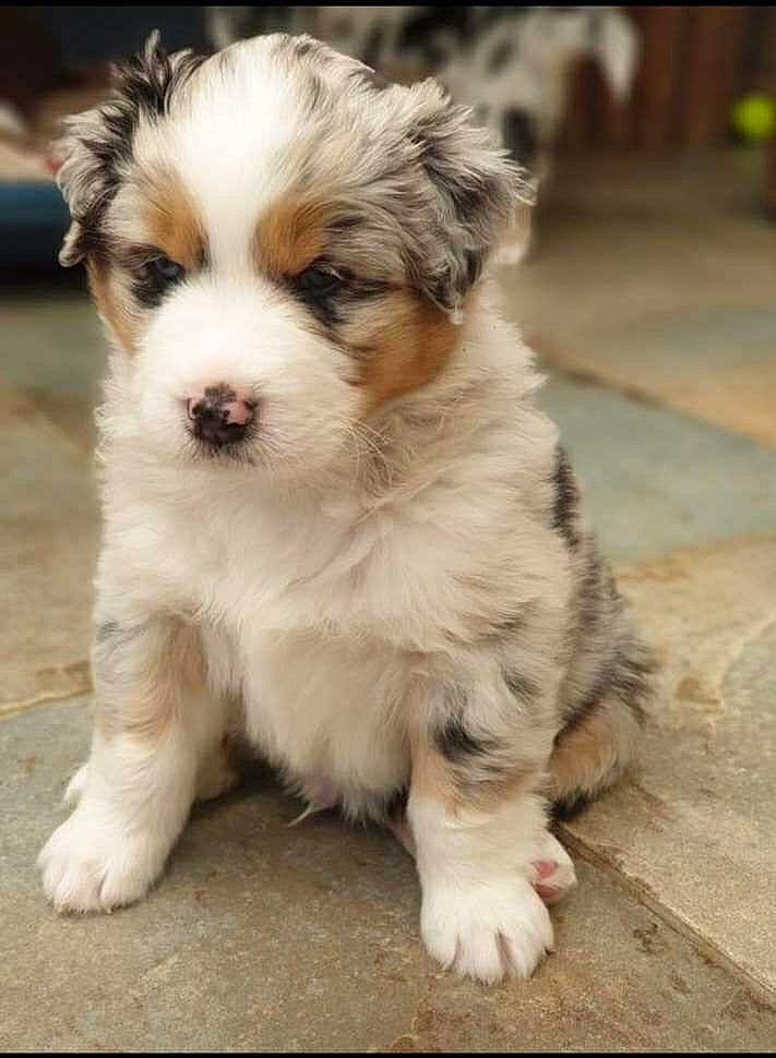 Rasko a rejoint le concours — aidez-le/la à gagner de superbes lots ! australian_collie, australian_shepherd, canidae, carnivore, cavachon, companion_dog, dog, dog_breed, havanese, mammal, miniature_australian_shepherd, puppy, rare_breed_dog, vertebrate