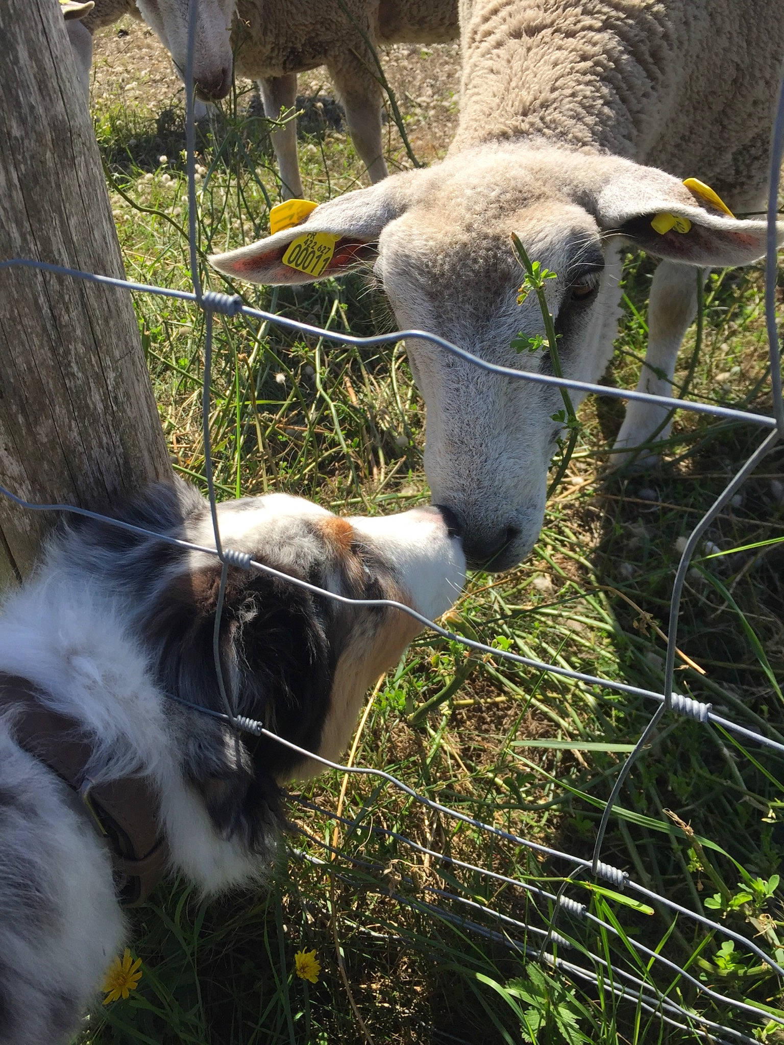 Rasko a rejoint le concours — aidez-le/la à gagner de superbes lots ! cow_goat_family, fawn, feral_goat, fur, goat, goat_antelope, goats, grass, grass_family, livestock, mountain_goat, organism, pasture, plant, sheep, snout, spring, tree, wildlife