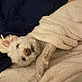 dog, white_dog, blanket, cozy, pet, fur, cute, lying_down, resting, indoors, soft_texture, cushion, sleepy, animal, paw, face, nose, ears, home, comfort