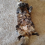 Willow joined the competition — help win amazing prizes! cat, tabby, fluffy, pet, lying_down, carpet, relaxed, fur, whiskers, tail, paws, indoor, sleepy, cute, animal, mammal, domestic, resting, feline, cozy