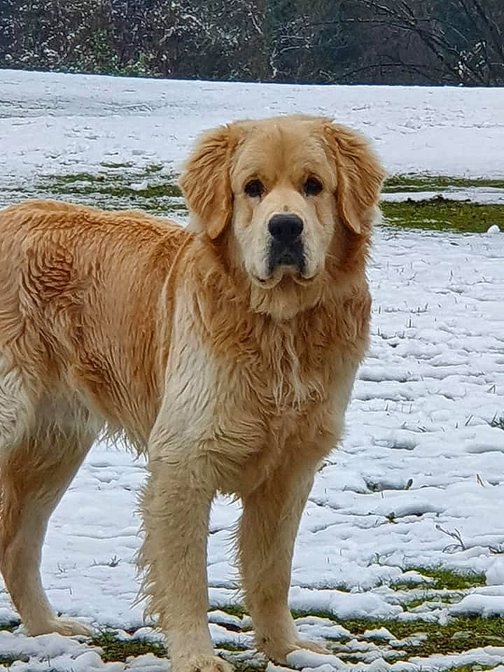 Malow a rejoint le concours — aidez-le/la à gagner de superbes lots ! canidae, carnivore, companion_dog, dog, dog_breed, fawn, freezing, fur, golden_retriever, ice, liver, mammal, precipitation, retriever, snout, snow, sporting_group, terrestrial_animal, winter, working_animal