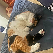 Ember is registered to the contest to win money with this photo: cat, calico_cat, bed, blanket, indoor, pet, animal, fur, curious_dog, photobomb, cute, relaxed, whiskers, paws, feline, domestic, sleepy, cozy, room, furniture