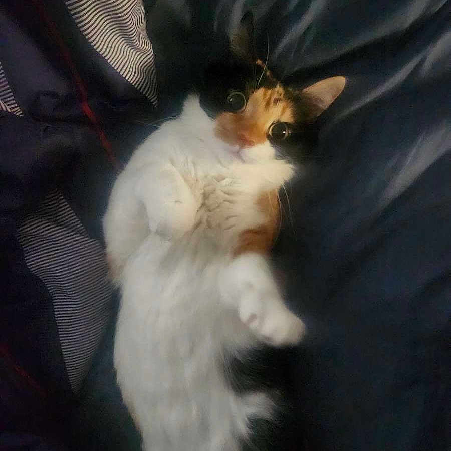 Ember joined the competition — help win amazing prizes! cat, calico, pet, animal, feline, lying_down, bed, blanket, cozy, fur, cute, whiskers, indoor, relaxed, looking_at_camera, wide_eyes, soft_texture, domestic_animal, resting, playful