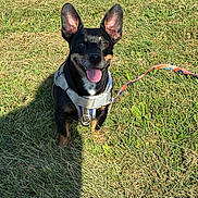 Dezzel is registered to the contest to win money with this photo: animal, black_dog, closeup, cute, daylight, dog, ears_up, grass, happy, harness, leash, nature, outdoor, pet, playful, shadow, sitting, sunlight, tan_markings, tongue_out