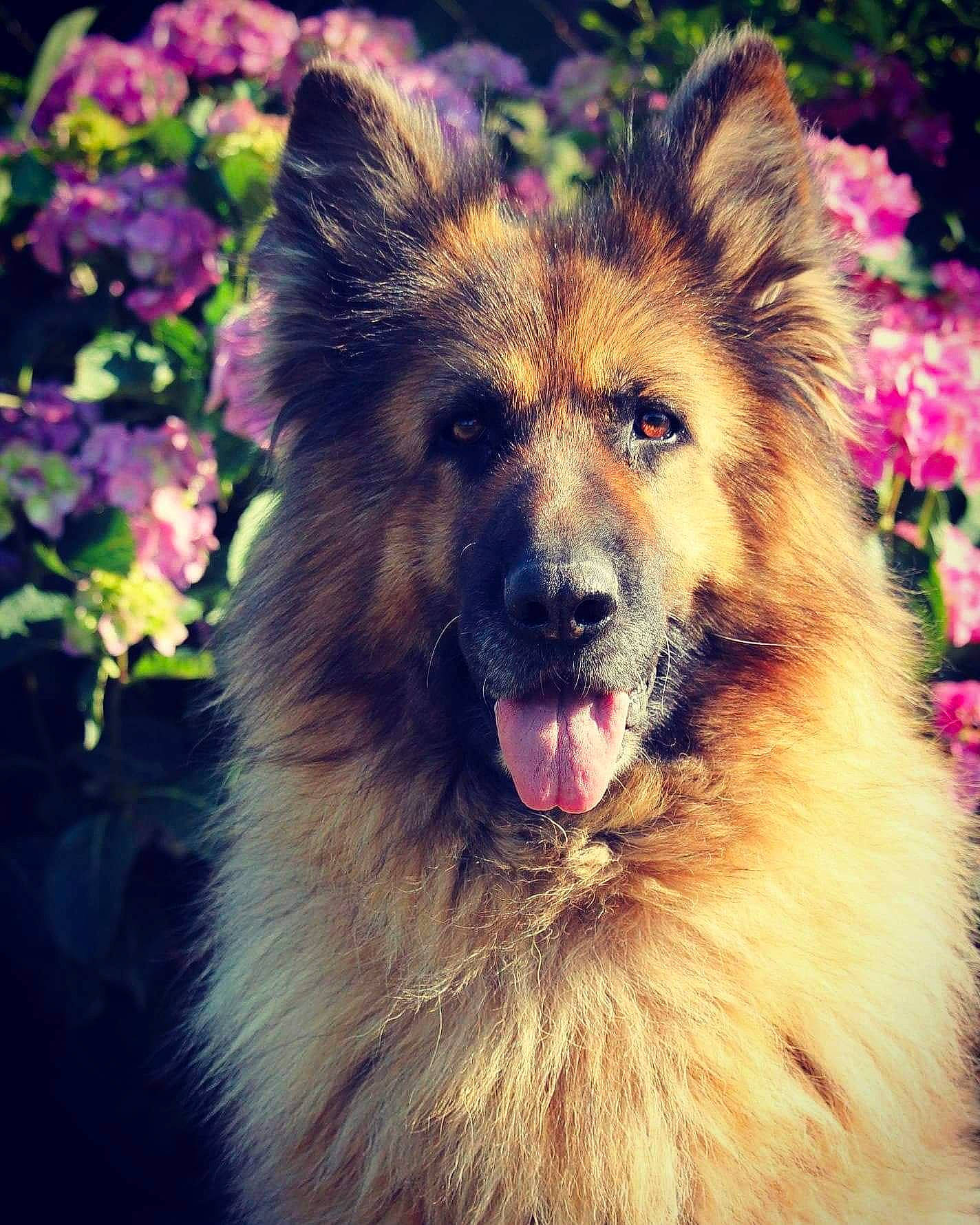 Elsa participe au concours pour gagner de l'argent avec cette photo : canidae, carnivore, cloud, companion_dog, dog, dog_breed, fawn, flower, fur, grass, happy, plant, sky, smile, snout, sporting_group, tree, whiskers, working_animal, working_dog