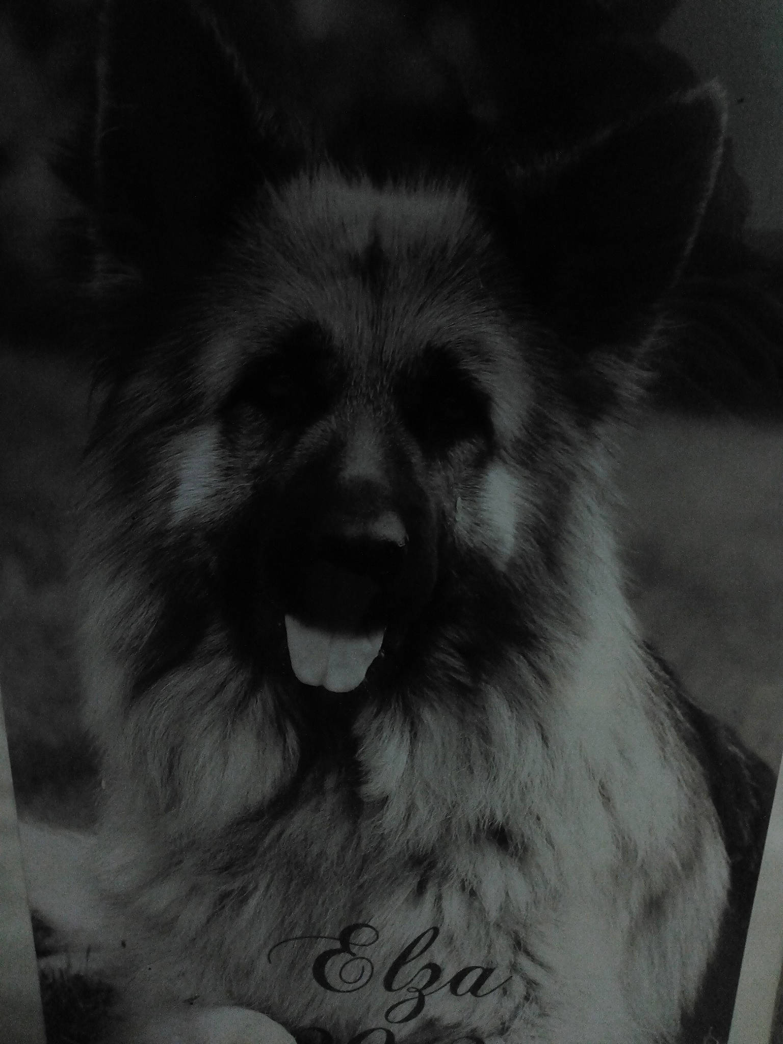 Elsa a rejoint le concours — aidez-le/la à gagner de superbes lots ! canidae, canis, carnivore, companion_dog, dog, dog_breed, fang, fur, german_spitz, german_spitz_mittel, monochrome, monochrome_photography, snout, spitz, sporting_group, terrestrial_animal, toy_dog, whiskers, wildlife, working_animal