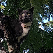 Bibiche a rejoint le concours — aidez-le/la à gagner de superbes lots ! alert, animal, branch, cat, closeup, collar, curious, daylight, fur, greenery, leaves, mammal, nature, outdoor, perched, pet, sky, tree, whiskers, wildlife