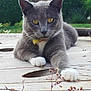 animal, branch, buds, cat, closeup, curious, daylight, ears, feline, gray_cat, greenery, nature, outdoor, pet, portrait, relaxed, whiskers, white_paws, wooden_surface, yellow_eyes