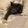 Bibiche a rejoint le concours — aidez-le/la à gagner de superbes lots ! animal, bed, cat, closeup, comfortable, cozy, curious, cute, domestic_cat, feline, gray_cat, indoor, patterned_bedspread, pet, pillows, relaxed, resting, soft_texture, whiskers, white_paw