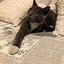 Bibiche participe au concours pour gagner de l'argent avec cette photo : bed, cat, comfortable, cozy, curious, cute, domestic_animal, feline, fur, gray_cat, home, indoor, pet, pillows, relaxed, resting, stretching, whiskers, white_paw, yellow_eyes