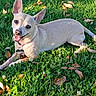 chihuahua, close_up, clover, collar, dog, fallen_leaves, grass, green_lawn, happy, id_tag, large_ears, lying_down, outdoors, pet, portrait, shadow, small_dog, smiling, sunny, tongue_out