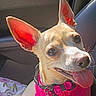 Flower is registered to the contest to win money with this photo: animal, canine, car_interior, close_up, collar, cute, dog, domestic_animal, ears, fur, happy, pet, pink_sweater, portrait, seat, small_dog, smiling, sunlight, tag, tongue_out