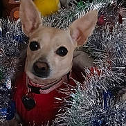 Flower joined the competition — help win amazing prizes! dog, chihuahua, small_dog, pet, sweater, collar, heart_tag, tinsel, christmas_decor, ornament, stuffed_animal, plush_toy, ears, big_eyes, festive, close_up, indoors, portrait, holiday, sparkle