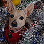dog, chihuahua, small_dog, pet, sweater, collar, heart_tag, tinsel, christmas_decor, ornament, stuffed_animal, plush_toy, ears, big_eyes, festive, close_up, indoors, portrait, holiday, sparkle