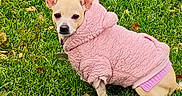 Flower joined the competition — help win amazing prizes! animal, canine, clothing, collar, cute, daylight, dog, ears, fall_leaves, fur, grass, greenery, nature, outdoor, pet, pink_hoodie, portrait, sidewalk, sitting, small_dog