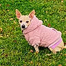 animal, canine, clothing, collar, cute, daylight, dog, ears, fall_leaves, fur, grass, greenery, nature, outdoor, pet, pink_hoodie, portrait, sidewalk, sitting, small_dog