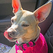 Flower is registered to the contest to win money with this photo: animal, bow, car_interior, close_up, collar, cute, dog, ears, fabric, happy, indoor, leisure, pet, pink_sweater, portrait, seat, small_dog, sunlight, tongue, whiskers