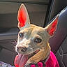 Flower is registered to the contest to win money with this photo: animal, canine, car_interior, closeup, collar, companion, cute, dog, domestic_animal, ears, fur, happy, pet, pink_sweater, portrait, seat, smiling, sunlight, tag, tongue_out