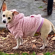 Flower joined the competition — help win amazing prizes! animal, brown_leaves, canine, curious, cute, daylight, dog, domestic_animal, ears_up, fall, grass, leaf_litter, nature, outdoor, pet_clothing, pink_sweater, short_hair, sidewalk, small_dog, walking