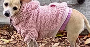 Flower joined the competition — help win amazing prizes! animal, brown_leaves, canine, curious, cute, daylight, dog, domestic_animal, ears_up, fall, grass, leaf_litter, nature, outdoor, pet_clothing, pink_sweater, short_hair, sidewalk, small_dog, walking