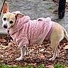 animal, brown_leaves, canine, curious, cute, daylight, dog, domestic_animal, ears_up, fall, grass, leaf_litter, nature, outdoor, pet_clothing, pink_sweater, short_hair, sidewalk, small_dog, walking