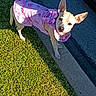 big_ears, bow, chihuahua, concrete, curb, cute, dog, grass, looking_up, outdoors, paws, pet, pink_dress, portrait, shadow, sidewalk, small_dog, street, summer, sunlight