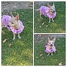 backyard, chihuahua, collage, collar, cute, dog, ears, grass, happy, leaves, love_text, outdoor, outfit, pet, pink_dress, portrait, sitting, small_dog, standing, tongue