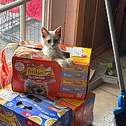 Snowball is registered to the contest to win money with this photo: kitten, cat, cat_food_box, cardboard_box, stacked_boxes, window, door, broom, dustpan, floor_tile, indoor, pet, curious, playful, light, shadow, home, animal, small_animal, feline