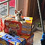 kitten, cat, cat_food_box, cardboard_box, stacked_boxes, window, door, broom, dustpan, floor_tile, indoor, pet, curious, playful, light, shadow, home, animal, small_animal, feline