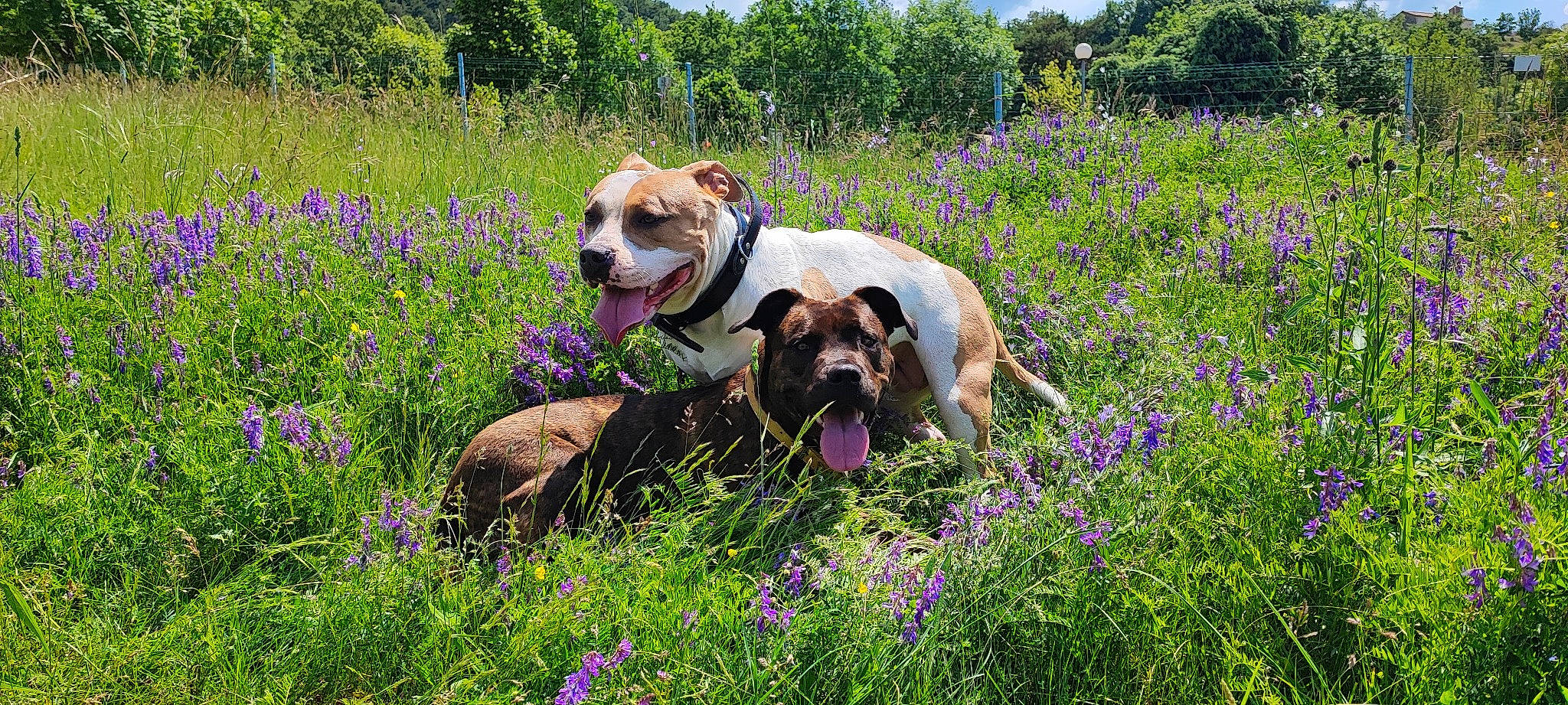 Rolex a rejoint le concours — aidez-le/la à gagner de superbes lots ! carnivore, companion_dog, dog, dog_breed, fawn, flower, flowering_plant, grass, grass_family, grassland, groundcover, landscape, meadow, natural_landscape, people_in_nature, plant, prairie, sky, tree, working_animal