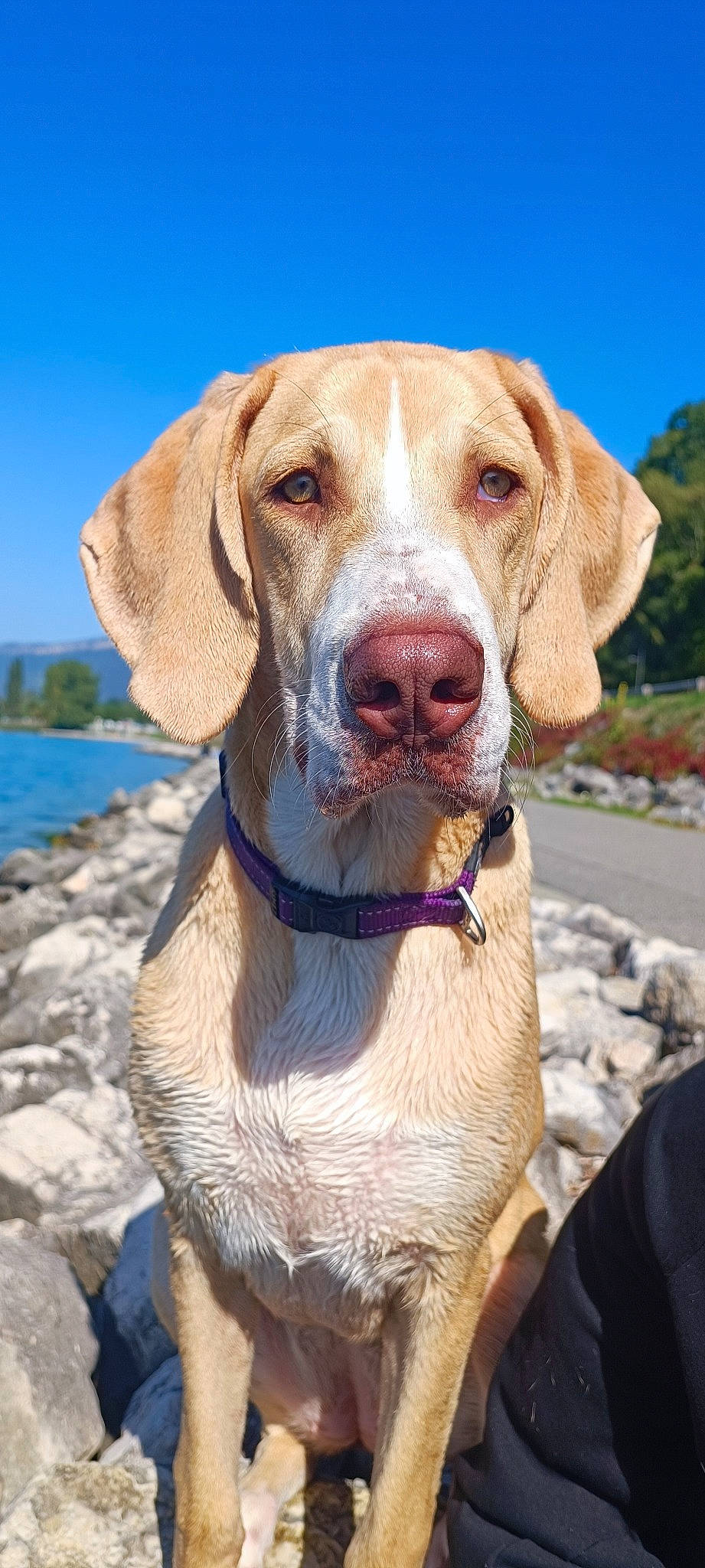 Lume participe au concours pour gagner de l'argent avec cette photo : carnivore, collar, companion_dog, dog, dog_breed, dog_collar, fawn, gun_dog, hunting_dog, lake, liver, pet_supply, plant, sky, sporting_group, water, whiskers, working_animal, working_dog