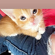 Gizmo joined the competition — help win amazing prizes! kitten, orange_cat, pet, closeup, denim, jeans, frayed, cute, furry, small, animal, domestic_cat, indoor, young, whiskers, pink_nose, paws, resting, looking_up, adorable