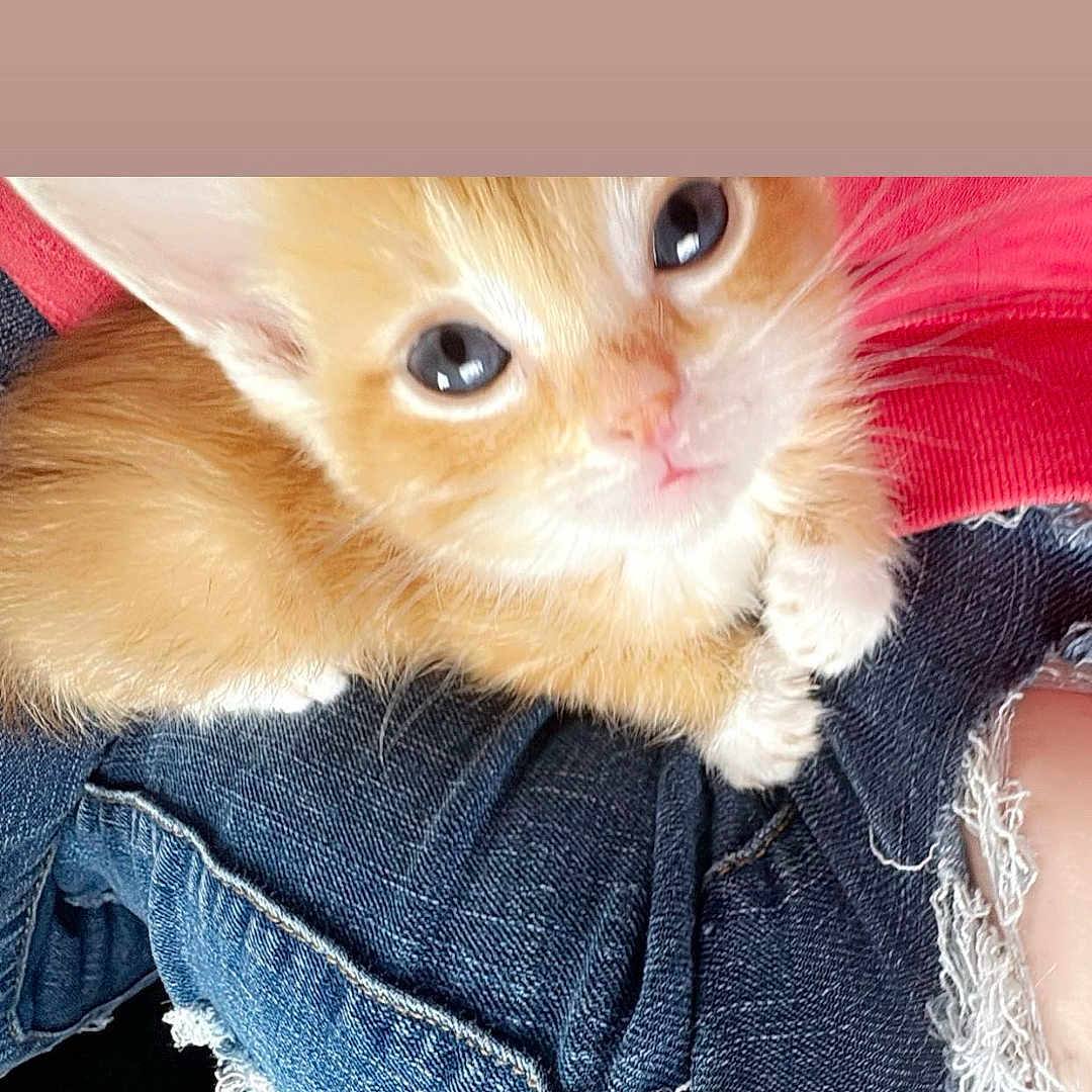 Gizmo