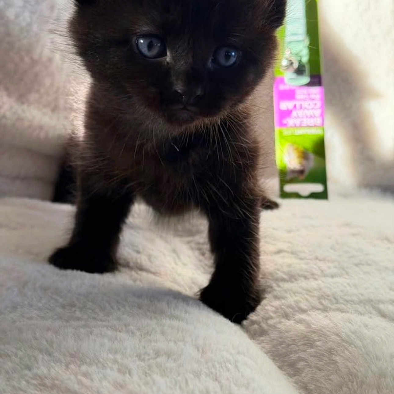 Binx