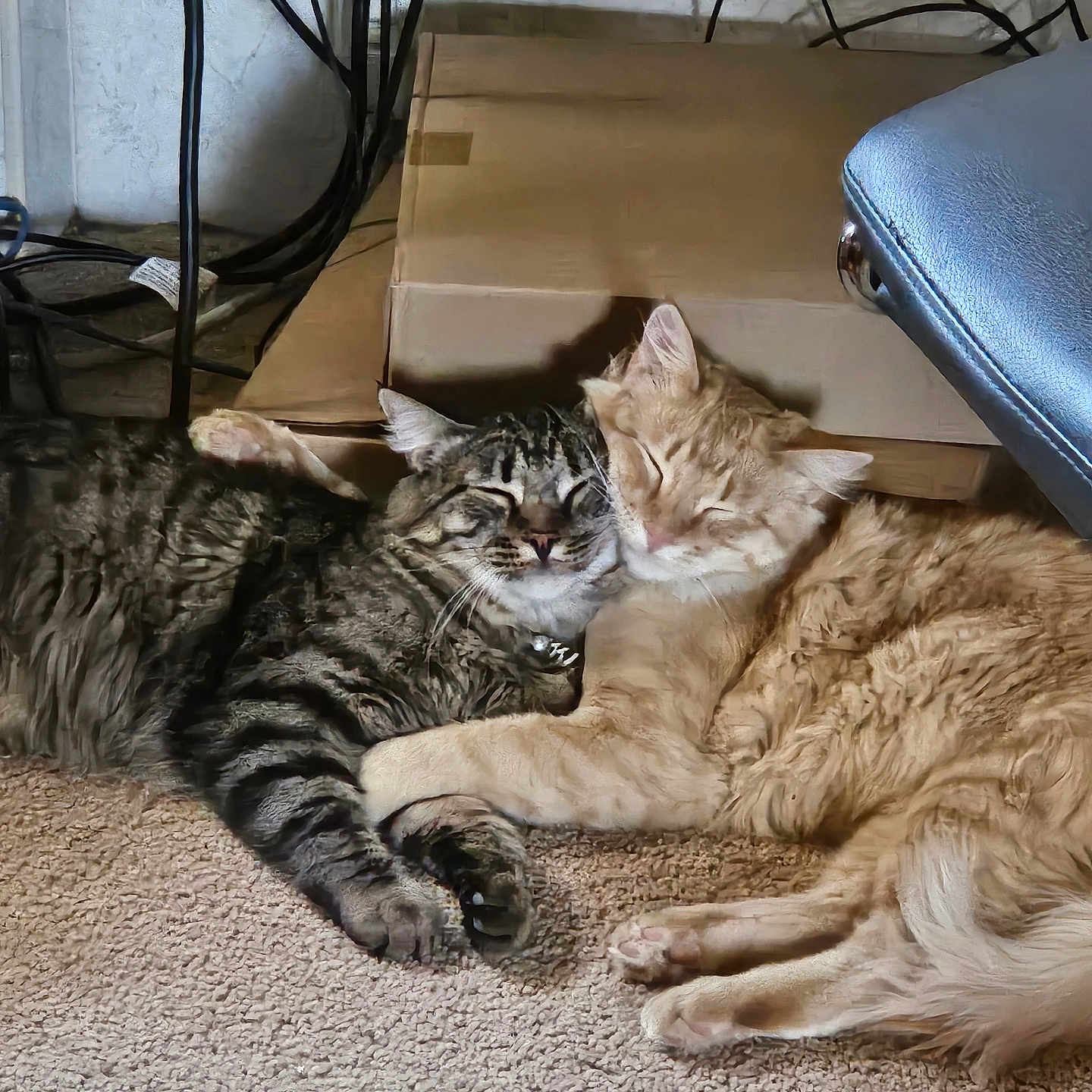 Diablo And Puff joined the competition — help win amazing prizes! animal, carpet, cat, companion, cozy, cuddle, cute, domestic, feline, friendship, fur, ginger_cat, indoor, pets, relaxed, resting, sleeping, snuggle, tabby_cat, two_animals