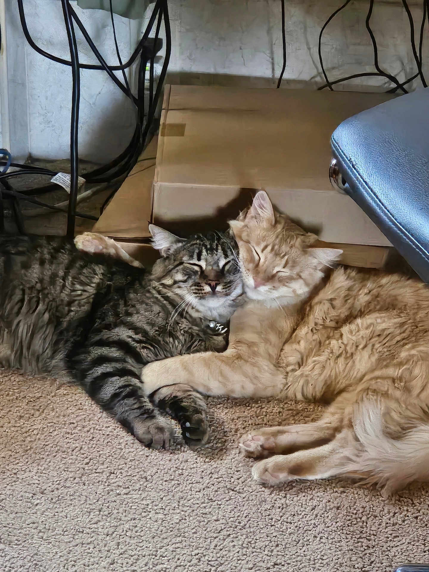 Diablo And Puff joined the competition — help win amazing prizes! animal, carpet, cat, companion, cozy, cuddle, cute, domestic, feline, friendship, fur, ginger_cat, indoor, pets, relaxed, resting, sleeping, snuggle, tabby_cat, two_animals