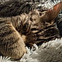 Diablo And Puff is registered to the contest to win money with this photo: animal, blanket, cat, close_up, cozy, cute, domestic_cat, fluffy, fur, indoor, paw, peaceful, pet, relaxation, resting, sleeping, soft_texture, tabby, warm, whiskers