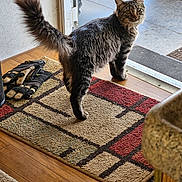 Diablo And Puff joined the competition — help win amazing prizes! animal, carpet, cat, concrete, cozy, curious, domestic_animal, doorway, feline, floor, gloves, home, indoor, looking_back, mat, pet, tabby, tail, vehicle_tires, wooden_floor