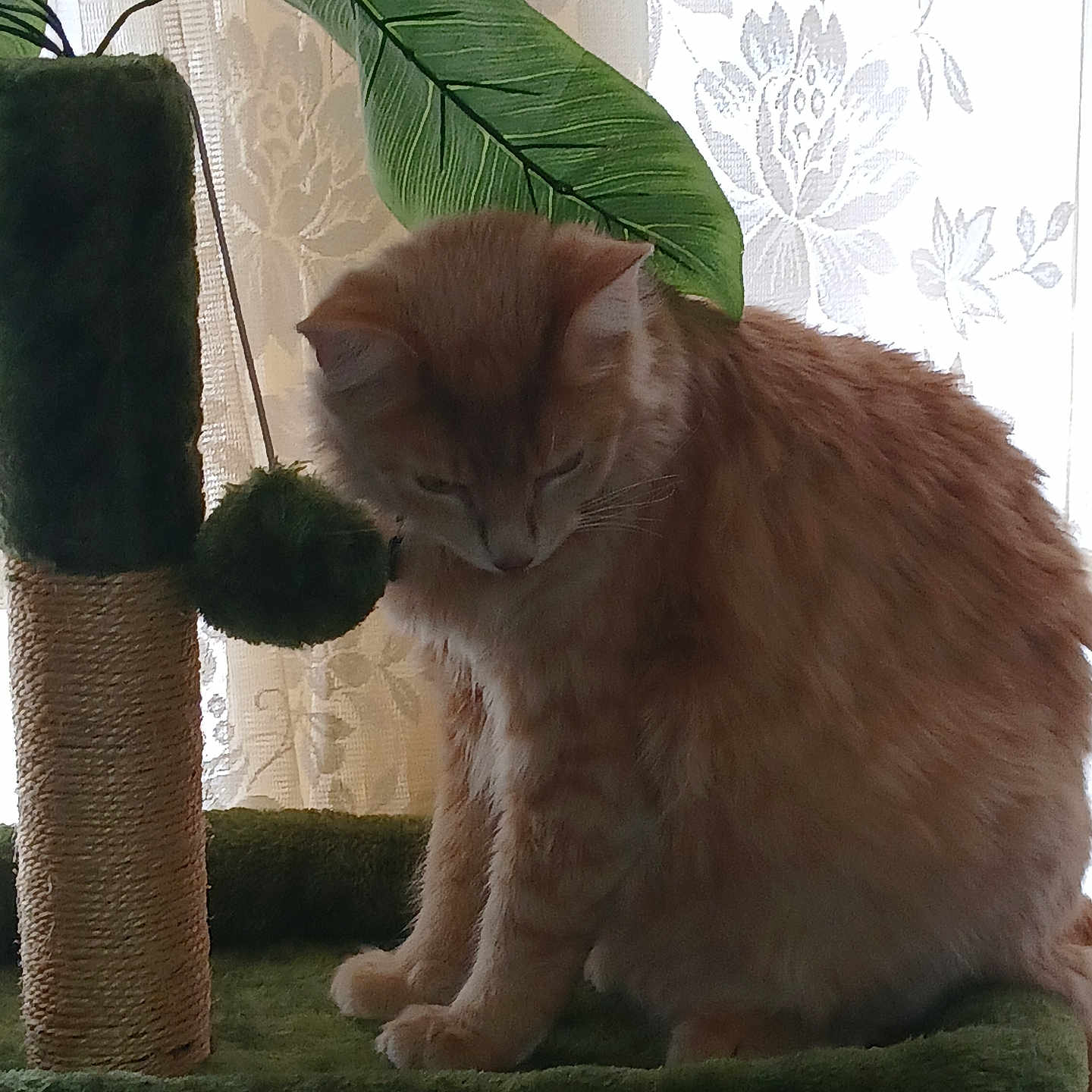 Marley joined the competition — help win amazing prizes! abyssinian, angora, animal, cat, citrusfruit, couch, food, fruit, furniture, homedecor, jar, kitten, leaf, manx, pet, plant, pottedplant, pottery, produce, wood