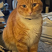 Toulouse is registered to the contest to win money with this photo: blanket, cat, collar, cozy, curious, decor, domestic_animal, eyes, feline, fur, household, indoor, lamp, mammal, orange_tabby, paws, pet, sitting, table, whiskers