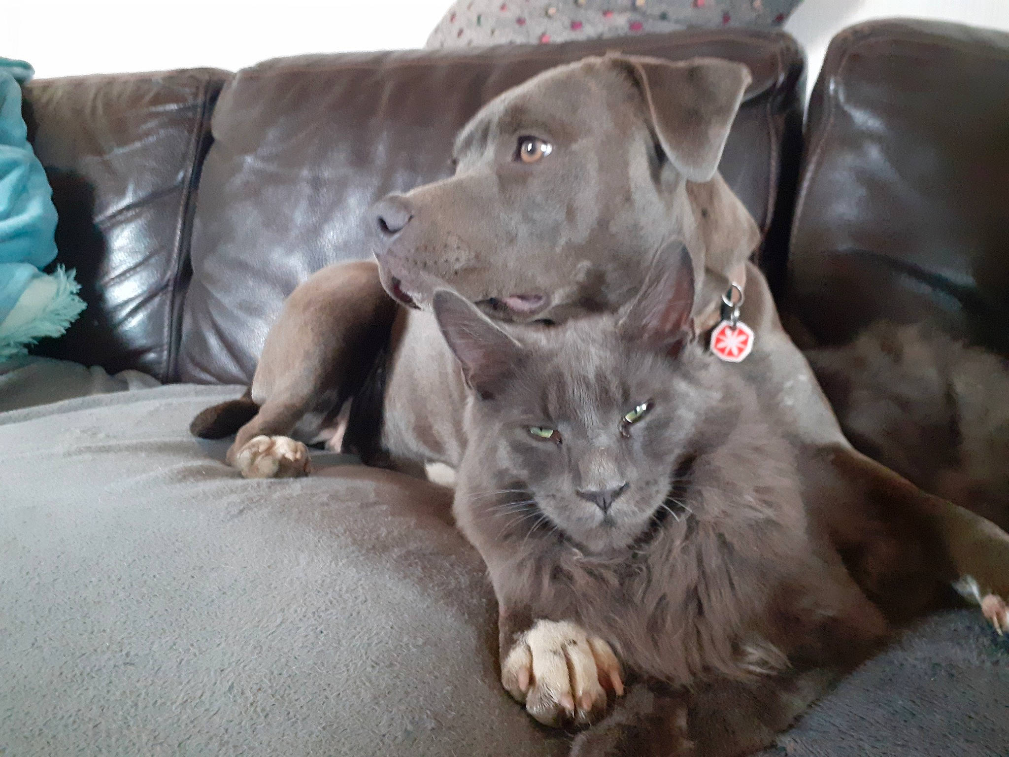 Phenix participe au concours pour gagner de l'argent avec cette photo : canidae, carnivore, cat, companion_dog, dog, dog_breed, fawn, felidae, mammal, snout, sporting_group, vertebrate, weimaraner, whiskers