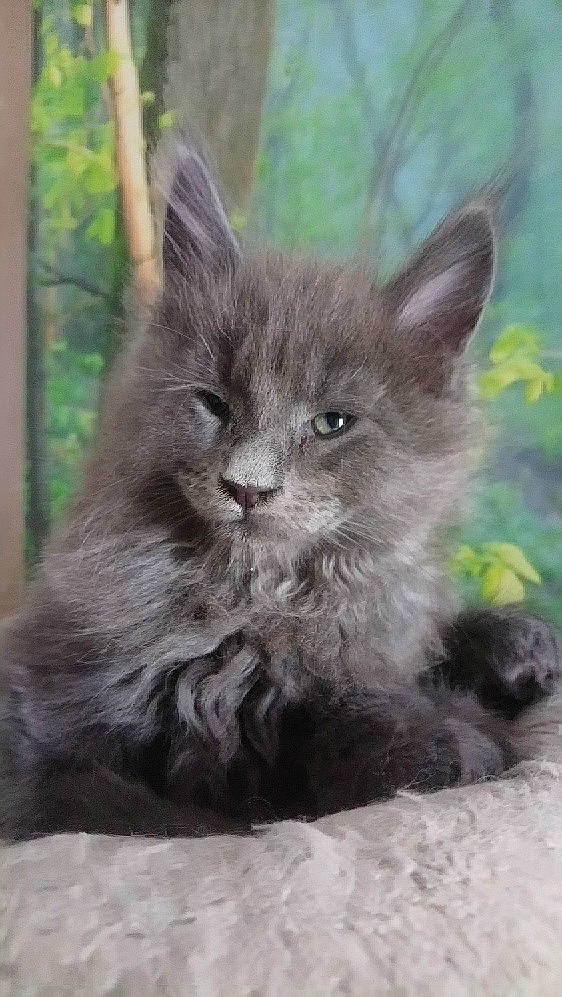 Phenix participe au concours pour gagner de l'argent avec cette photo : asian_semi_longhair, british_longhair, british_semi_longhair, carnivore, cat, chartreux, domestic_long_haired_cat, domestic_short_haired_cat, felidae, kitten, korat, maine_coon, mammal, nebelung, ragamuffin, russian_blue, small_to_medium_sized_cats, snout, vertebrate, whiskers