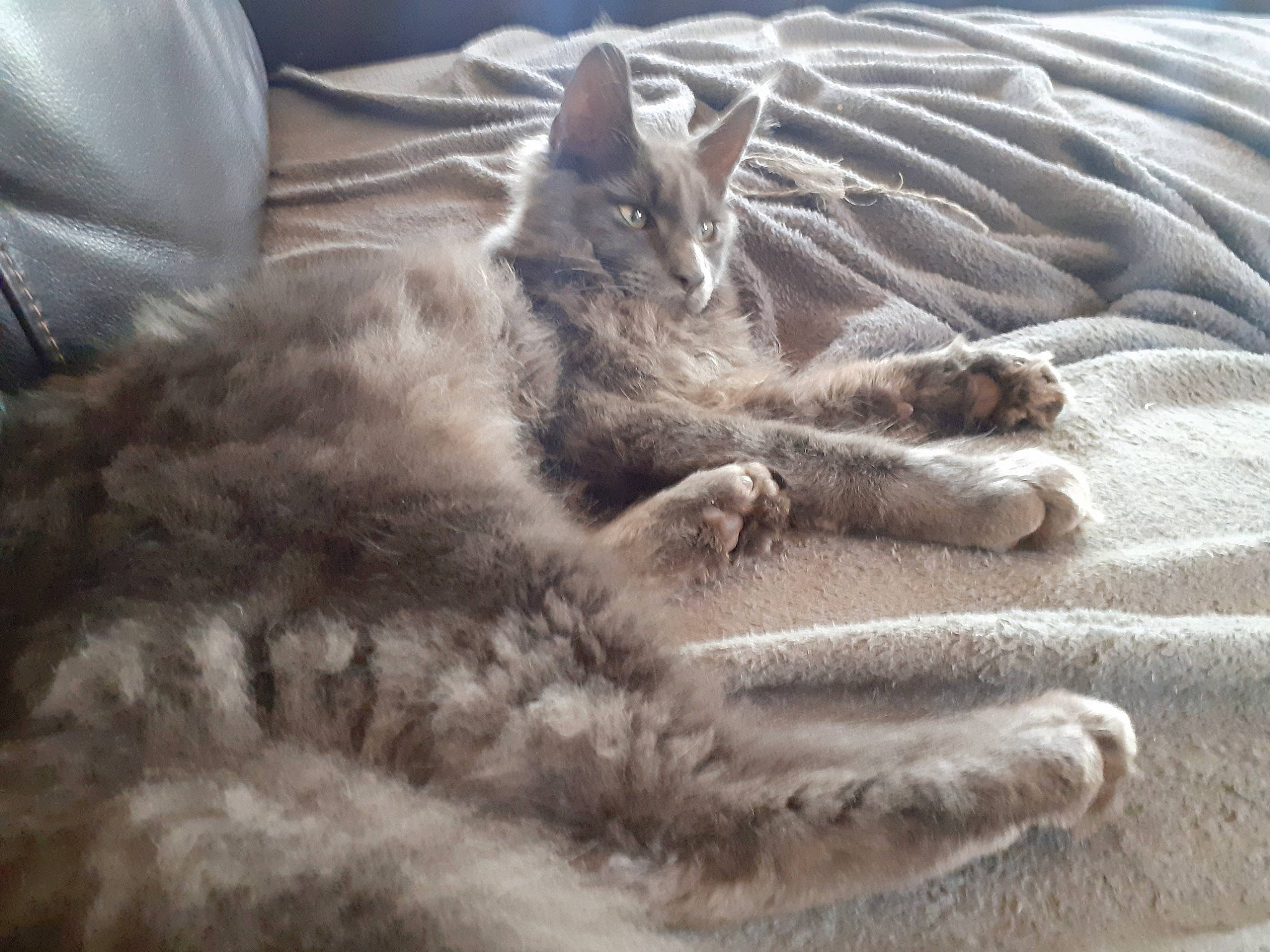 Phenix participe au concours pour gagner de l'argent avec cette photo : asian, carnivore, cat, claw, domestic_short_haired_cat, dragon_li, european_shorthair, felidae, fur, kitten, nap, nebelung, oriental_longhair, russian_blue, small_to_medium_sized_cats, tabby_cat, whiskers