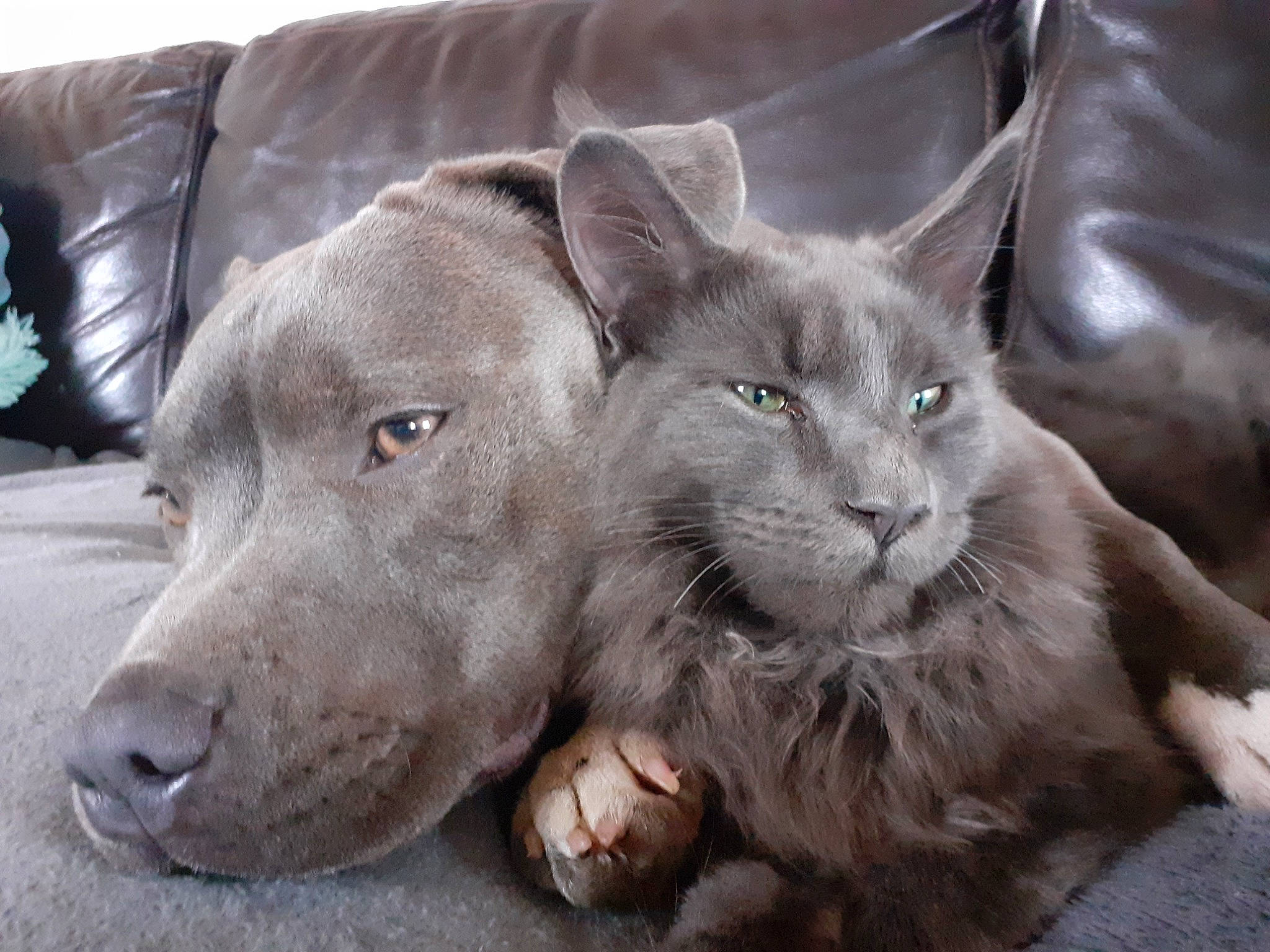 Phenix participe au concours pour gagner de l'argent avec cette photo : canidae, carnivore, cat, dog, dog_breed, fawn, felidae, mammal, pointing_breed, russian_blue, small_to_medium_sized_cats, snout, sporting_group, vertebrate, weimaraner, whiskers