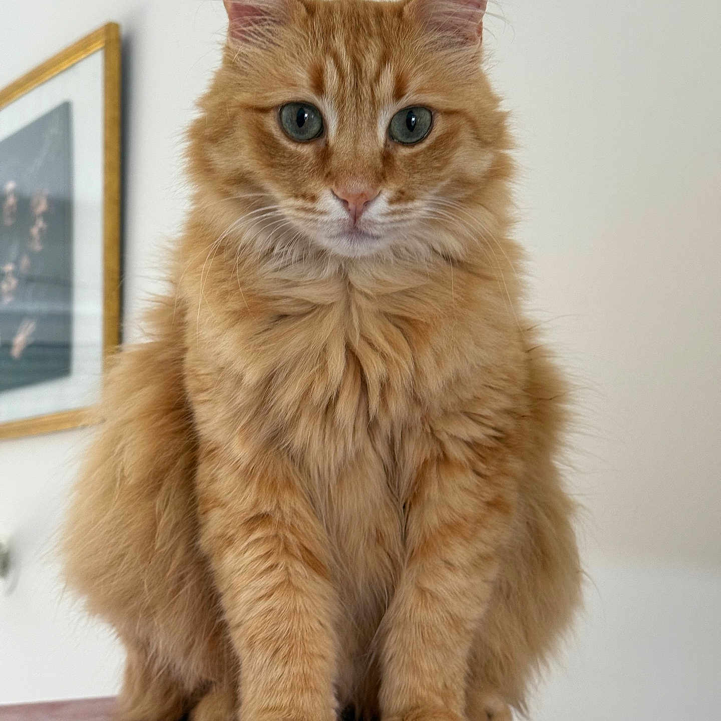 Toyko a rejoint le concours — aidez-le/la à gagner de superbes lots ! animal, background, cat, closeup, curious, domestic_animal, ears, eyes, feline, fluffy_fur, framed_photo, fur, indoor, muzzle, orange_tabby, pet, portrait, red_surface, sitting, whiskers