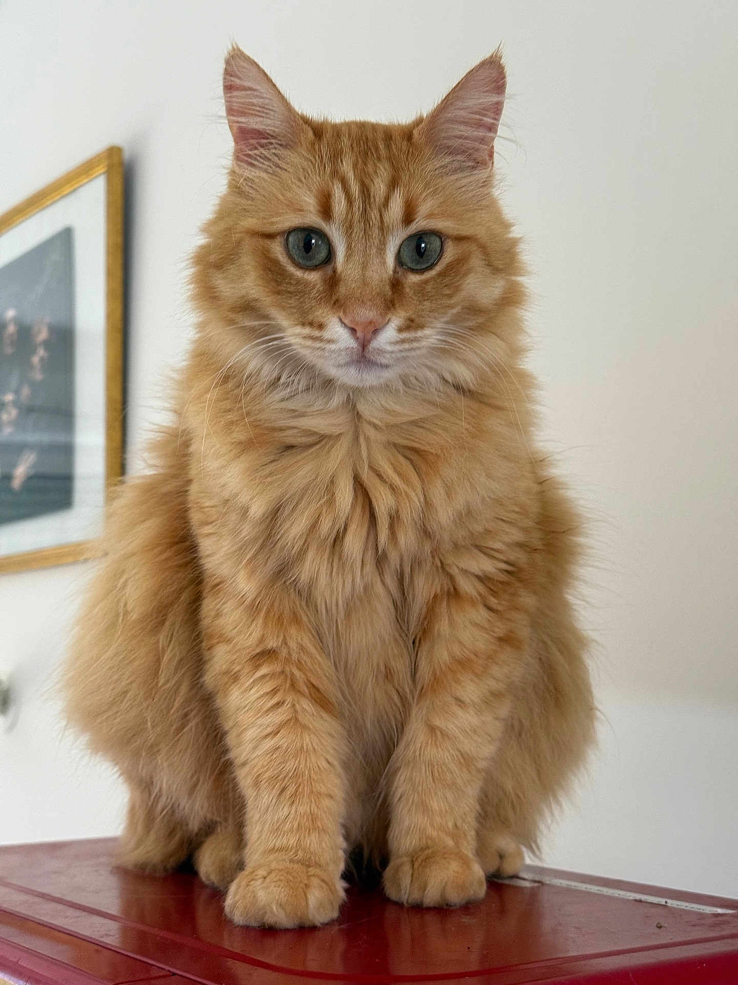 Toyko a rejoint le concours — aidez-le/la à gagner de superbes lots ! cat, orange_tabby, fluffy_fur, pet, animal, indoor, portrait, sitting, curious, whiskers, ears, feline, closeup, red_surface, domestic_animal, fur, eyes, muzzle, background, framed_photo