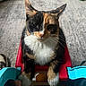 Minnie is registered to the contest to win money with this photo: calico_cat, cat, pet, indoor, baby_walker, toy, carpet, curious, feline, whiskers, closeup, front_view, colorful, cute, domestic_animal, playful, animal_face, sitting, household, fur